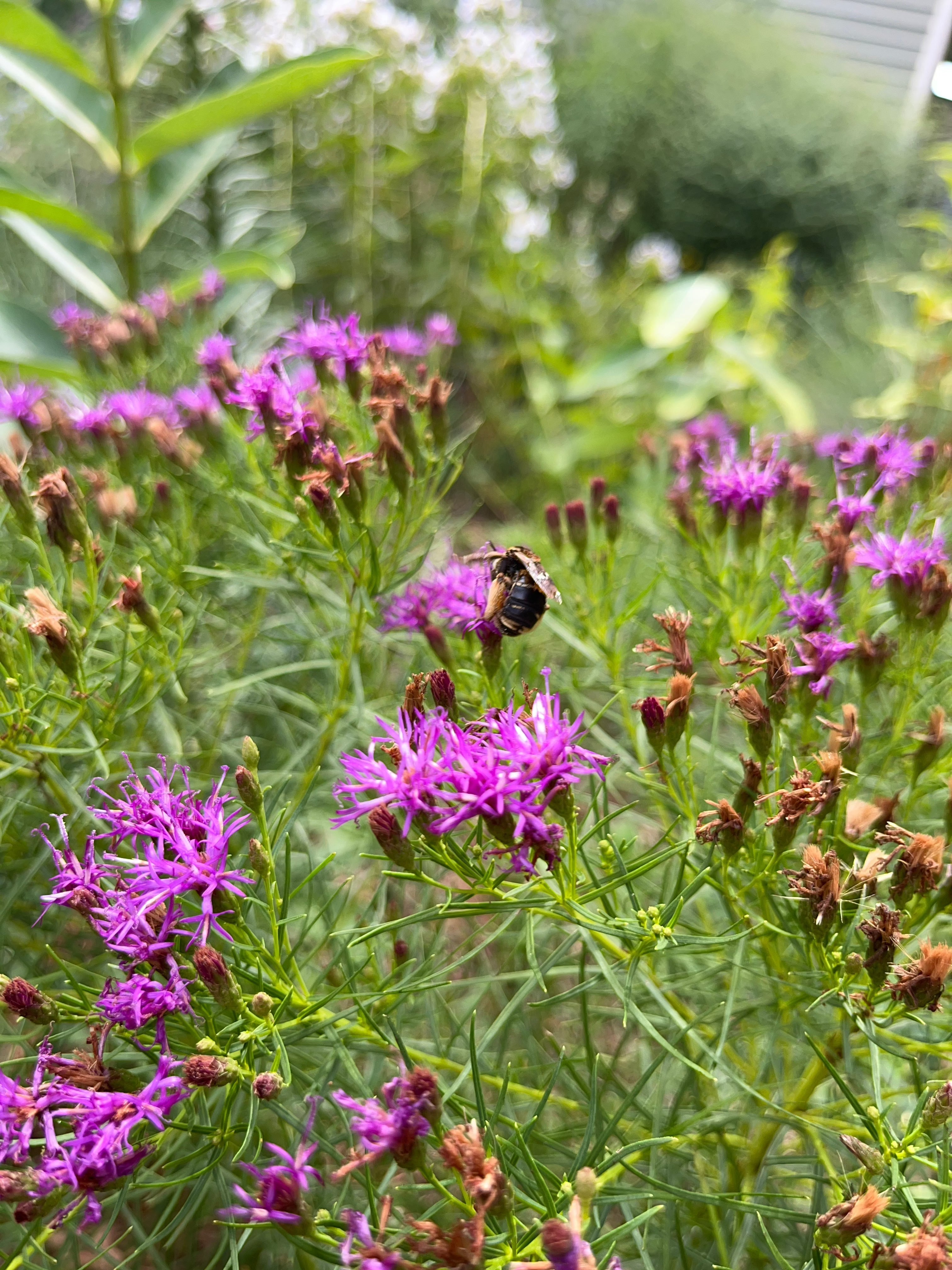 Vernonia lettermanni / Bushy Ironweed (Aster Family)