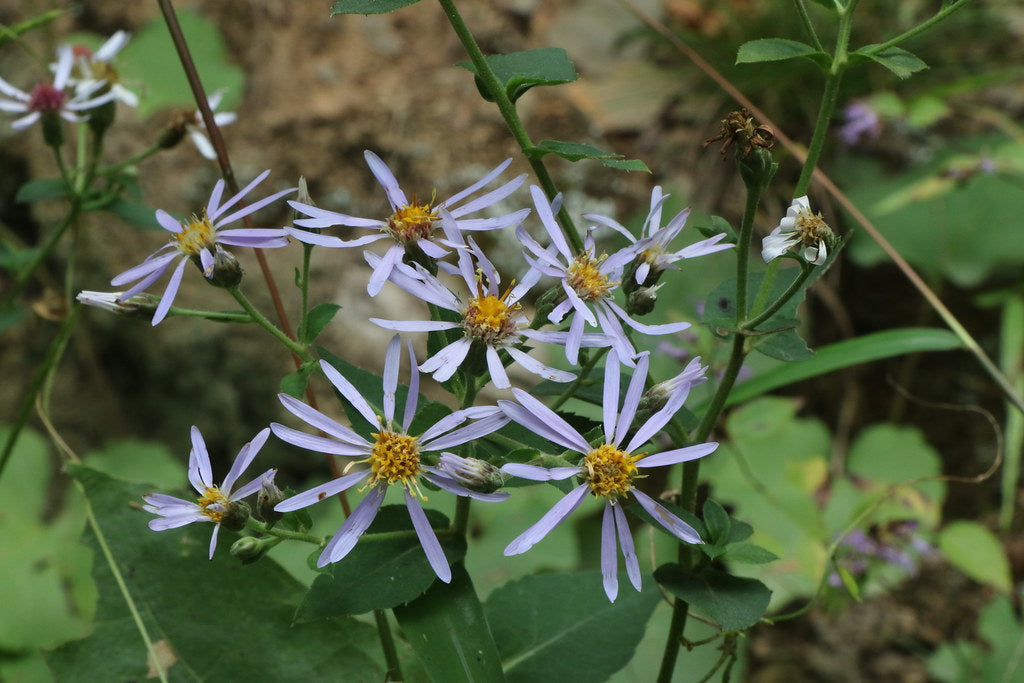 Symphyotrichum cordifolium / Blue Wood Aster (Aster Family)