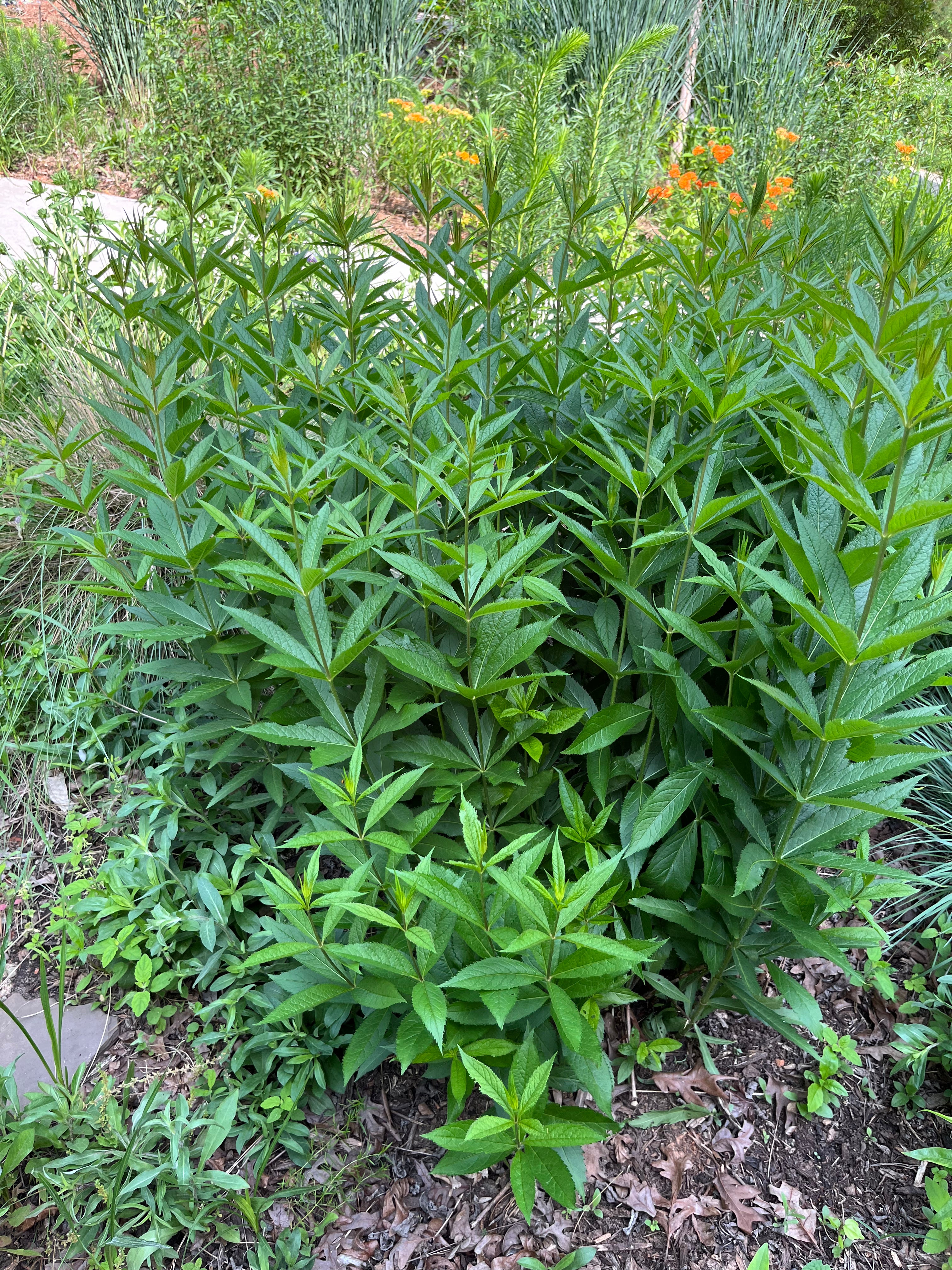 Veronicastrum virginicum / Culver's Root (Plantain Family)