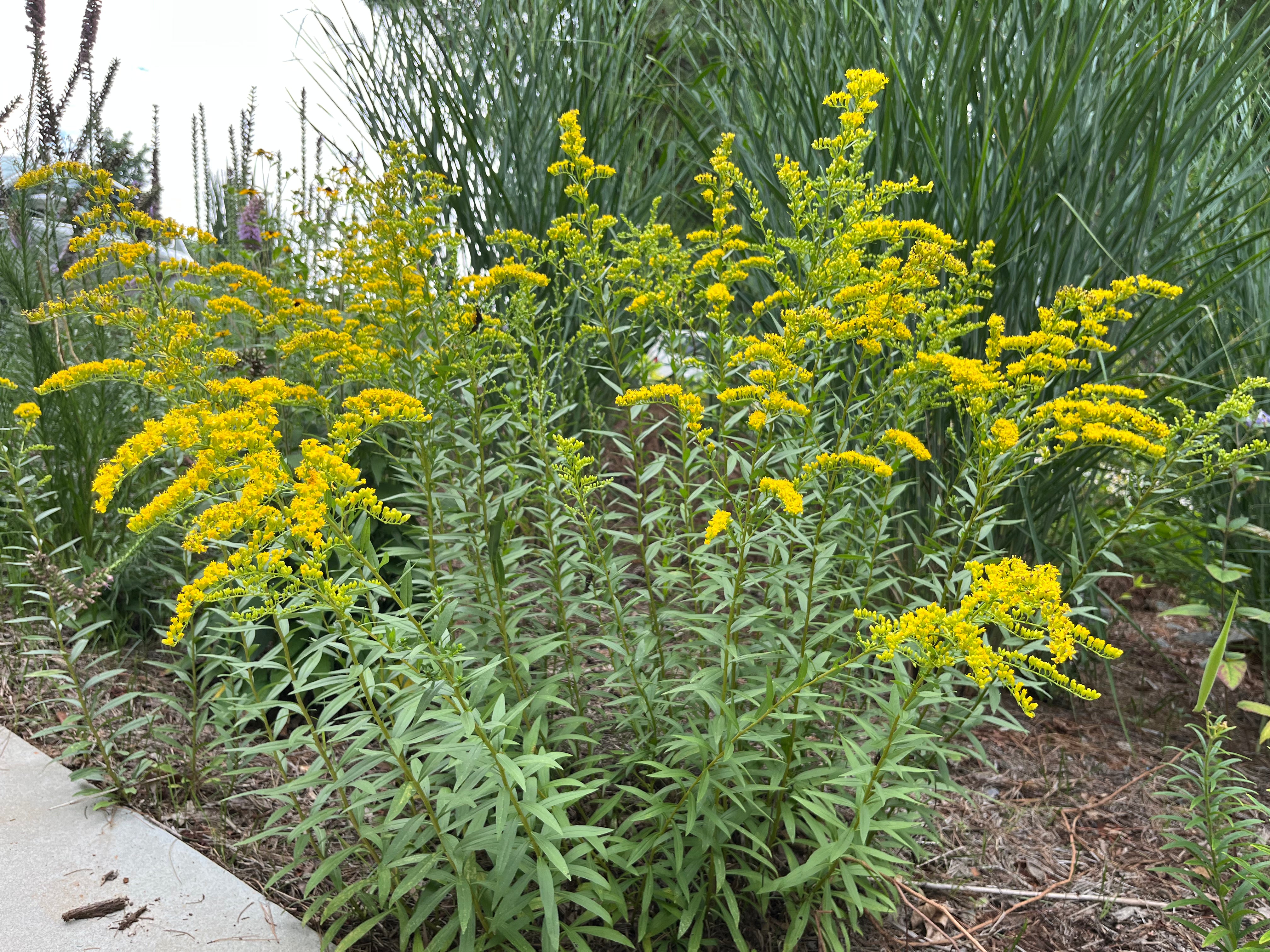 Solidago juncea / Early Goldenrod (Aster Family)