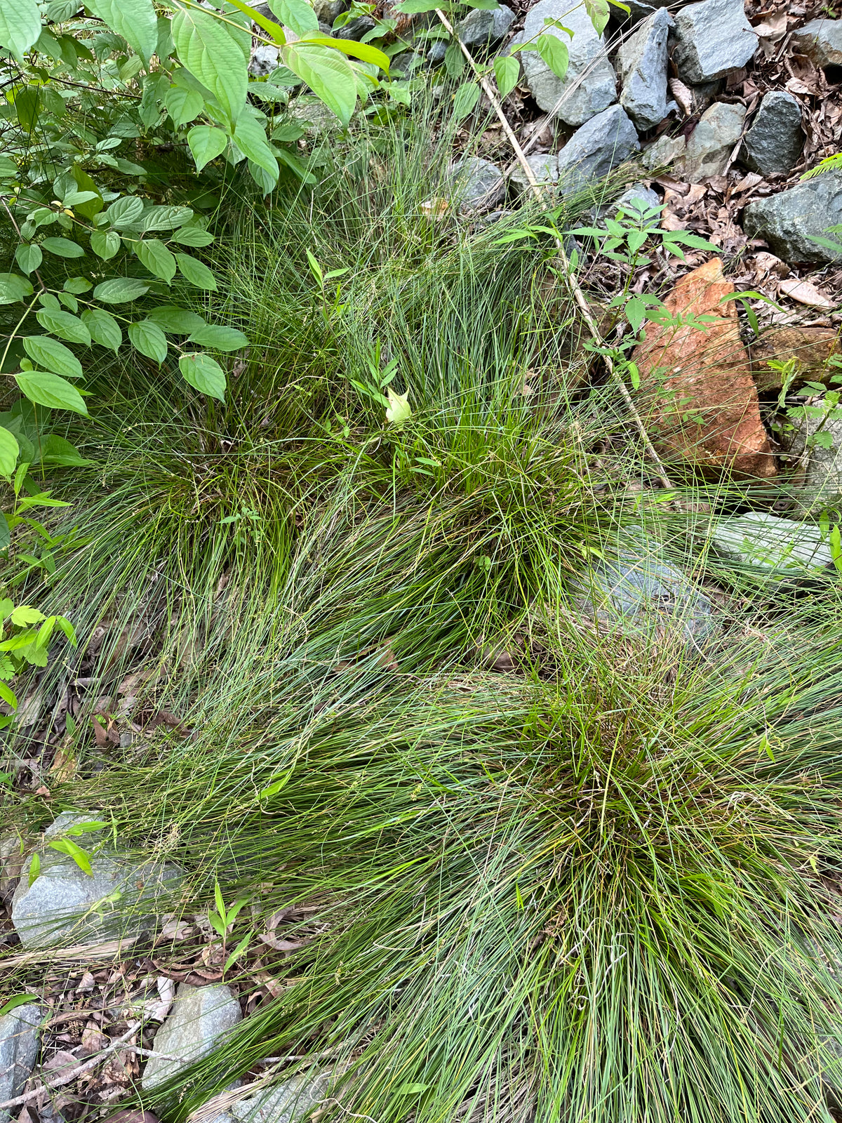SALE Carex radiata