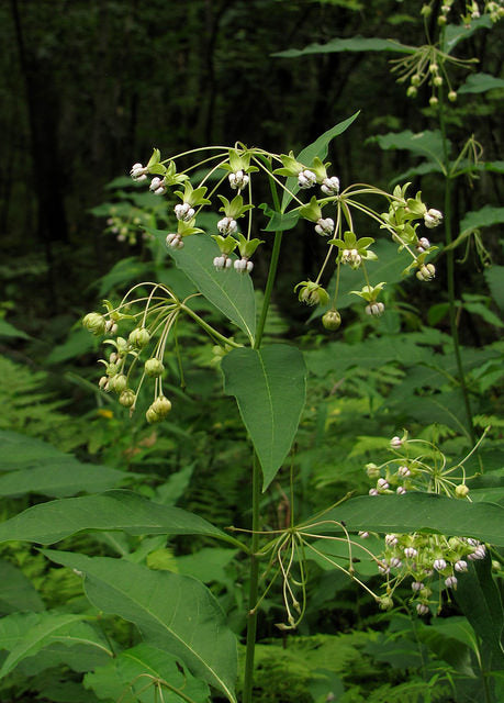 Asclepias exaltata/Poke Milkweed (Dogbane Family) – Haw Honey