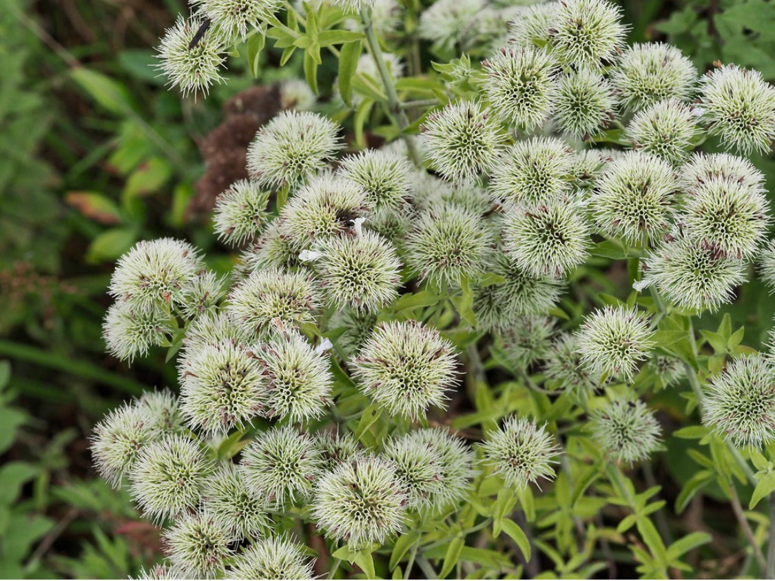 Pycnanthemum Flexuosum / Appalachian Mountain Mint (Mint Family) – Haw ...