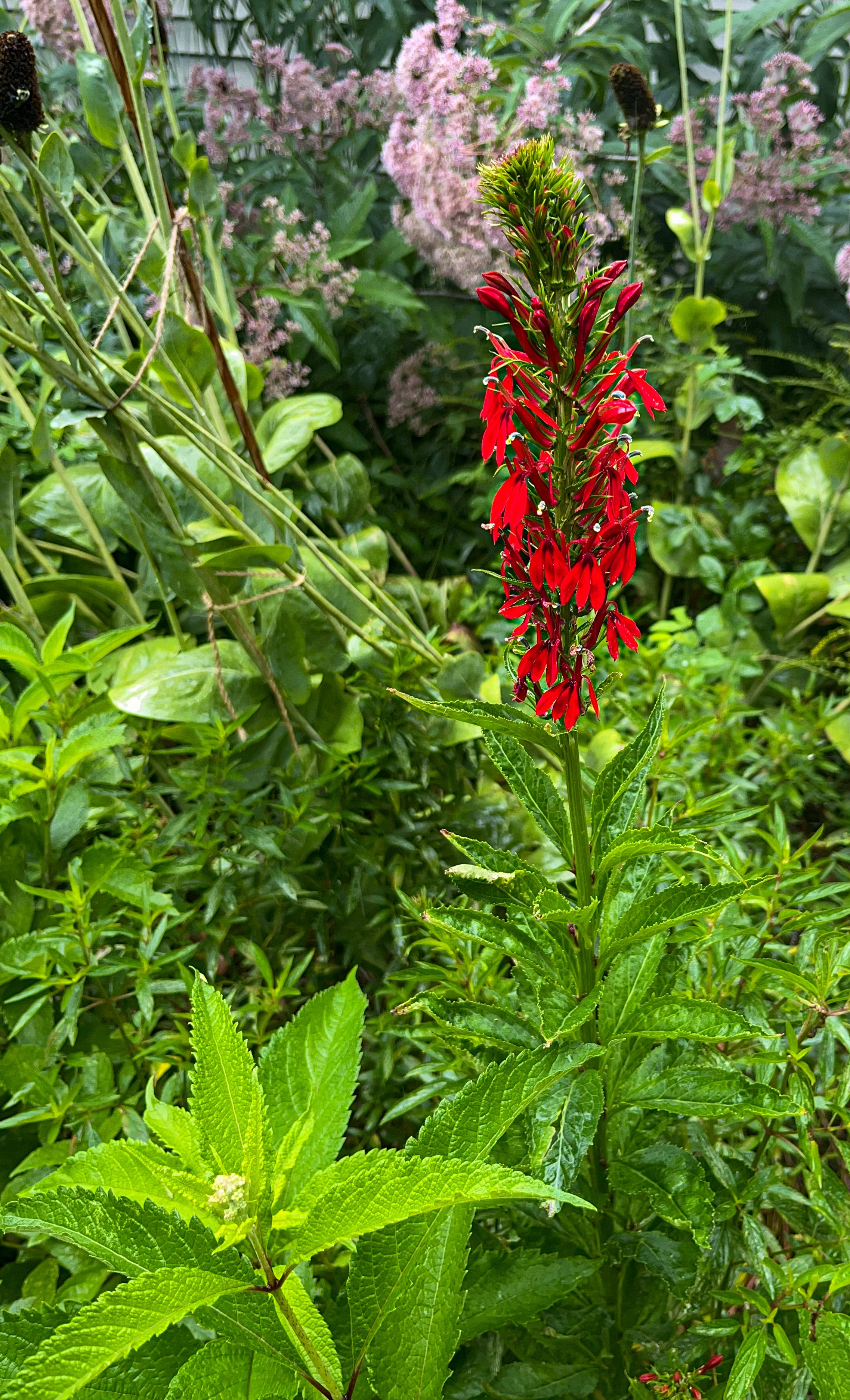 Lobelia cardinalis / Cardinal Flower (Bellflower Family)