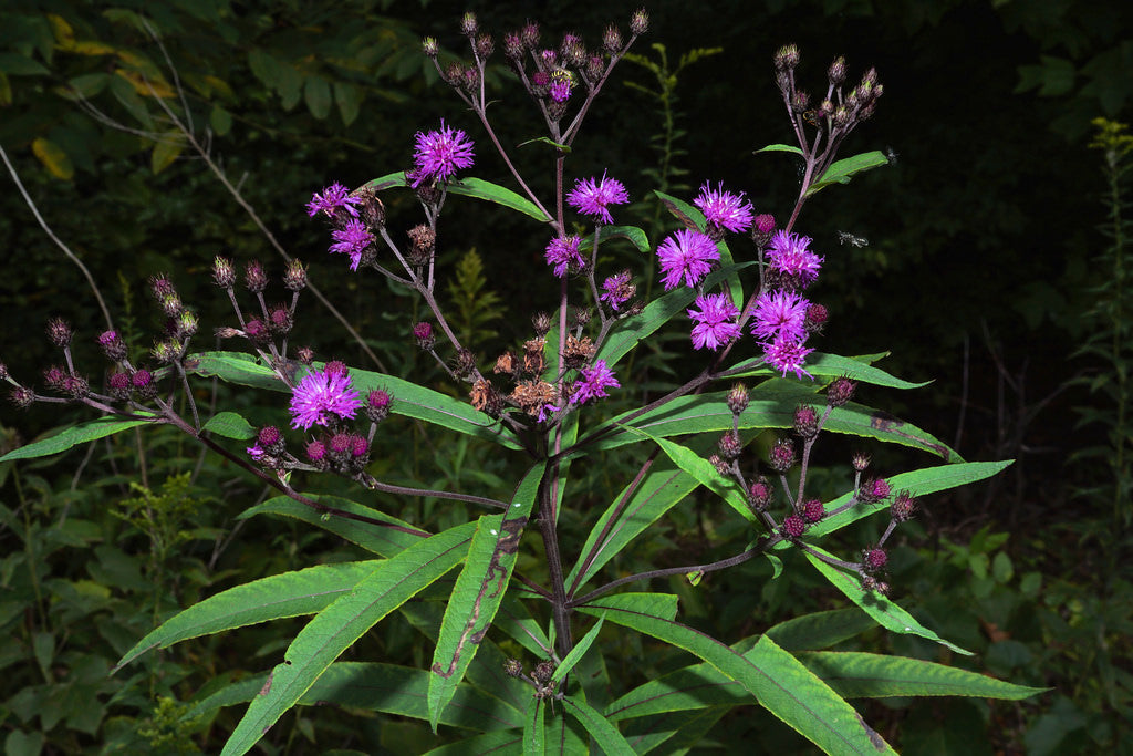 Vernonia noveboracensis / New York Ironweed (Aster Family)