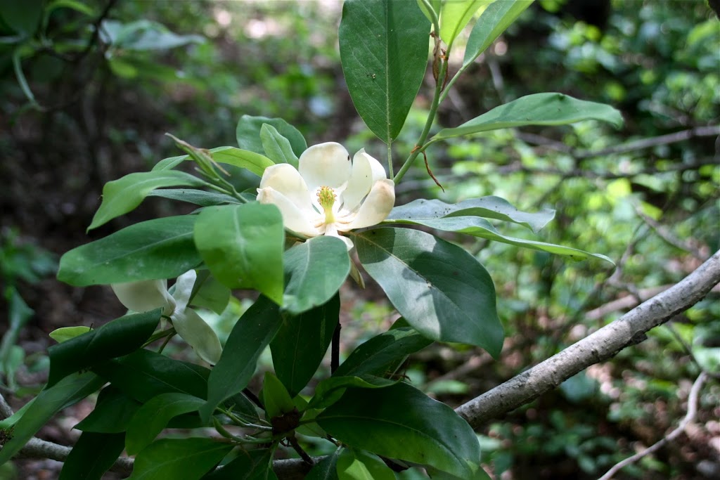 Magnolia virginiana / Sweetbay Magnolia (Magnolia Family)