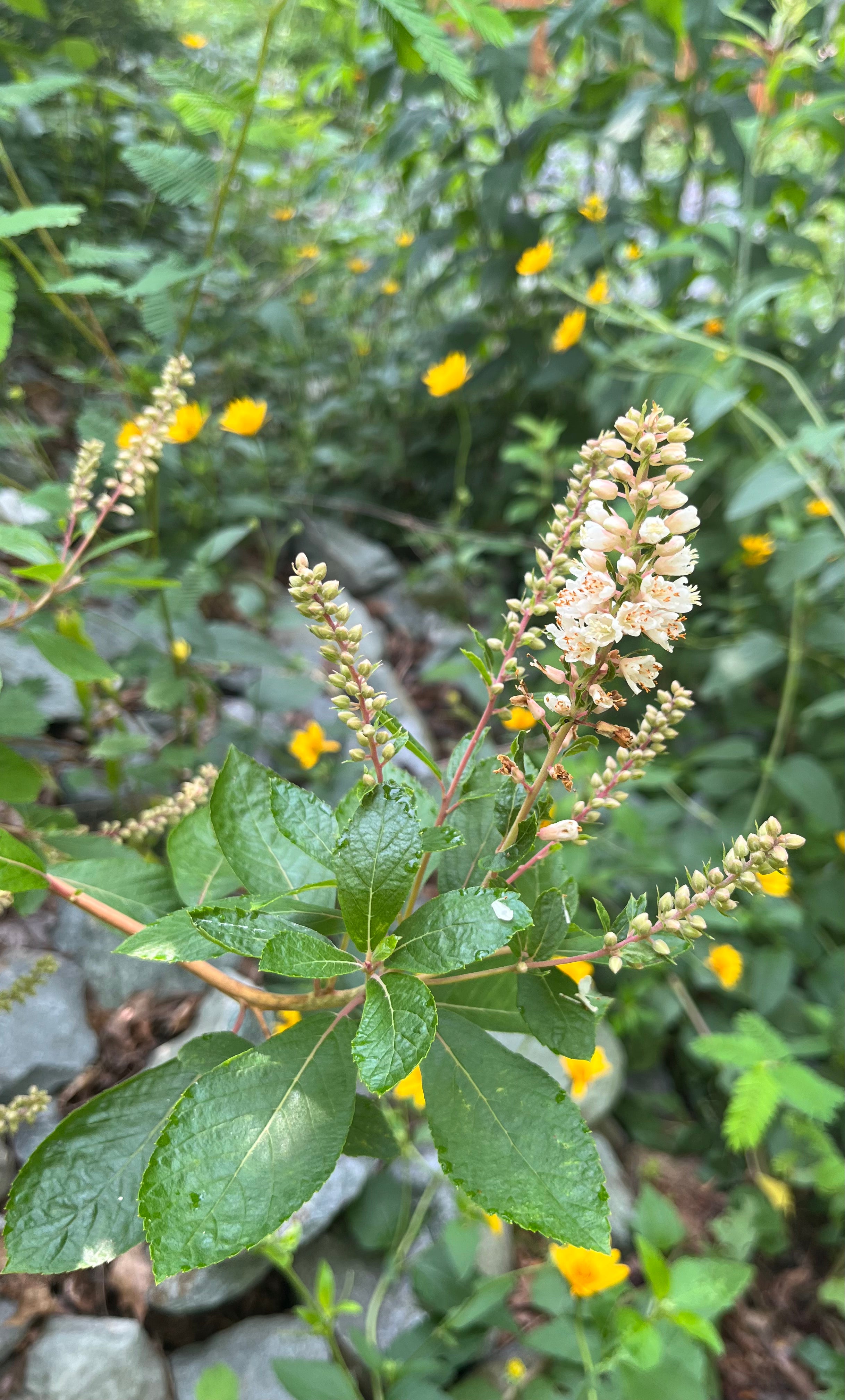 Clethra alnifolia / Sweet Pepperbush (Clethra Family)