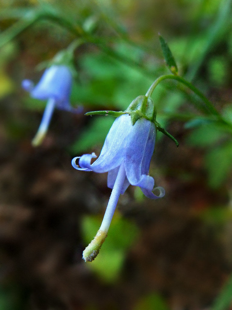 Campanula divaricata / Appalachian Bellflower (Bellflower Family)
