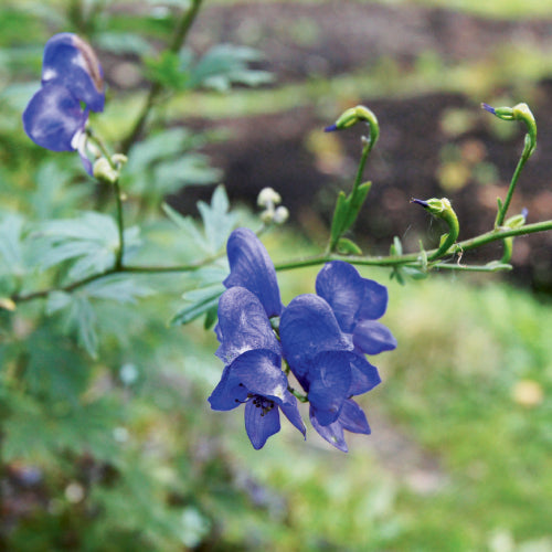 Aconitum uncinatum / Southern Blue Monkshood (Buttercup Family)