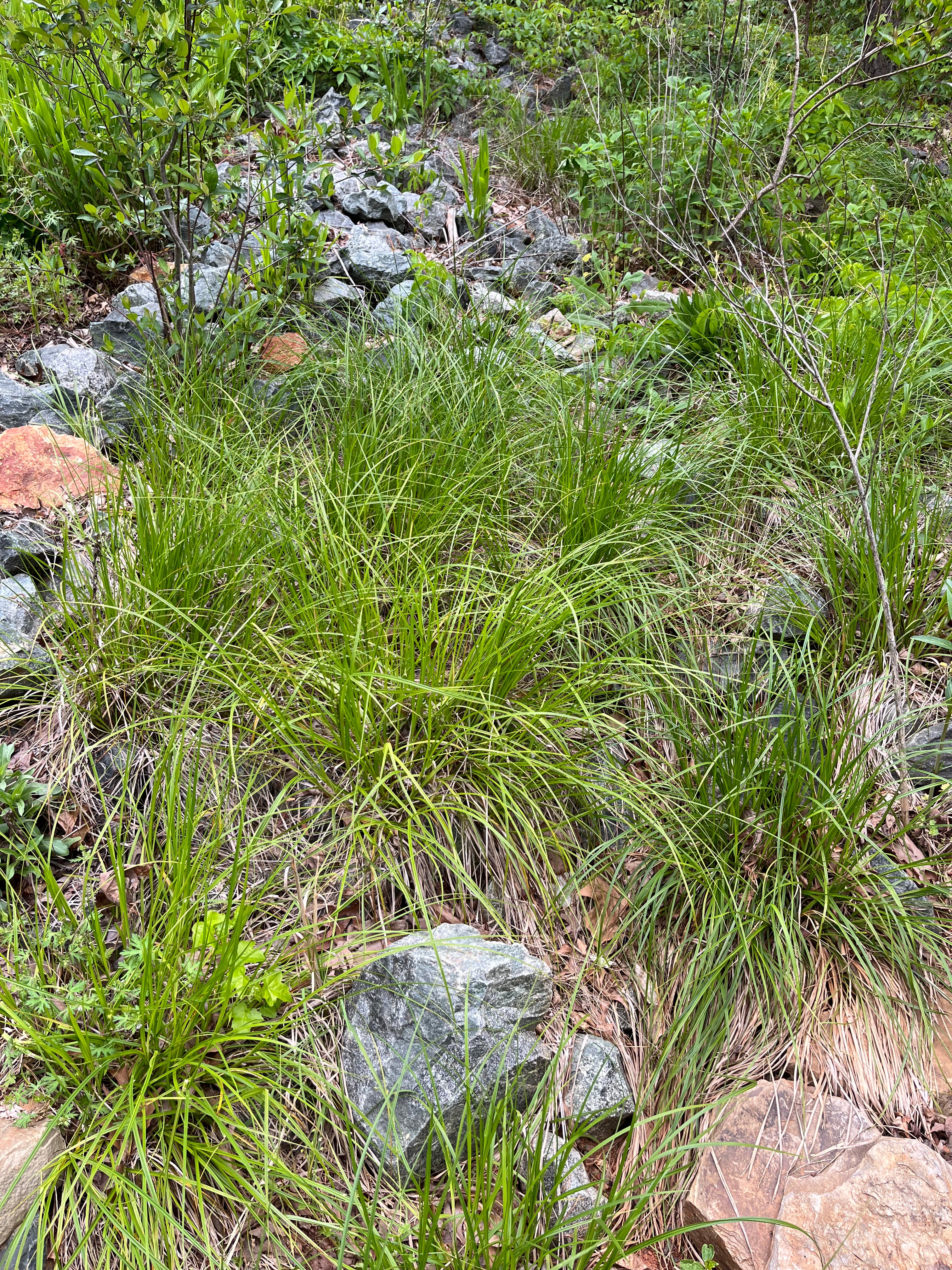 SALE Carex vulpinoidea / Fox Sedge (Sedge Family)