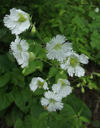 Silene stellata