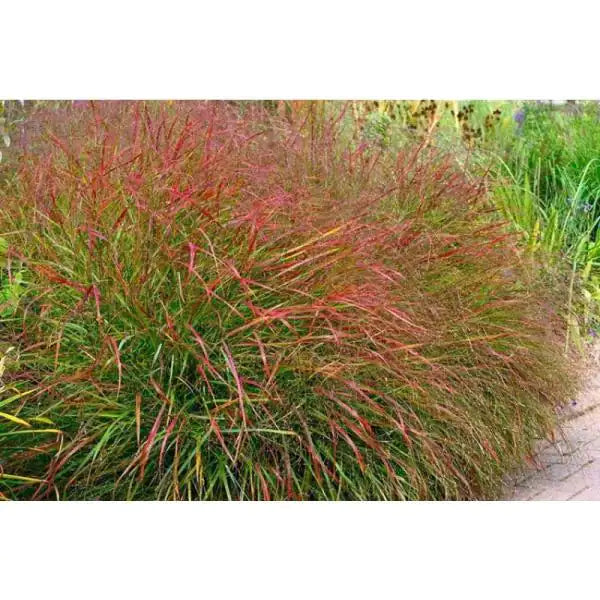 Panicum virgatum 'Shenandoah' / Red Switchgrass (Grass Family)