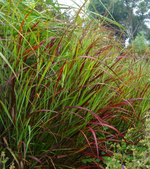 Panicum virgatum 'Shenandoah' / Red Switchgrass (Grass Family)