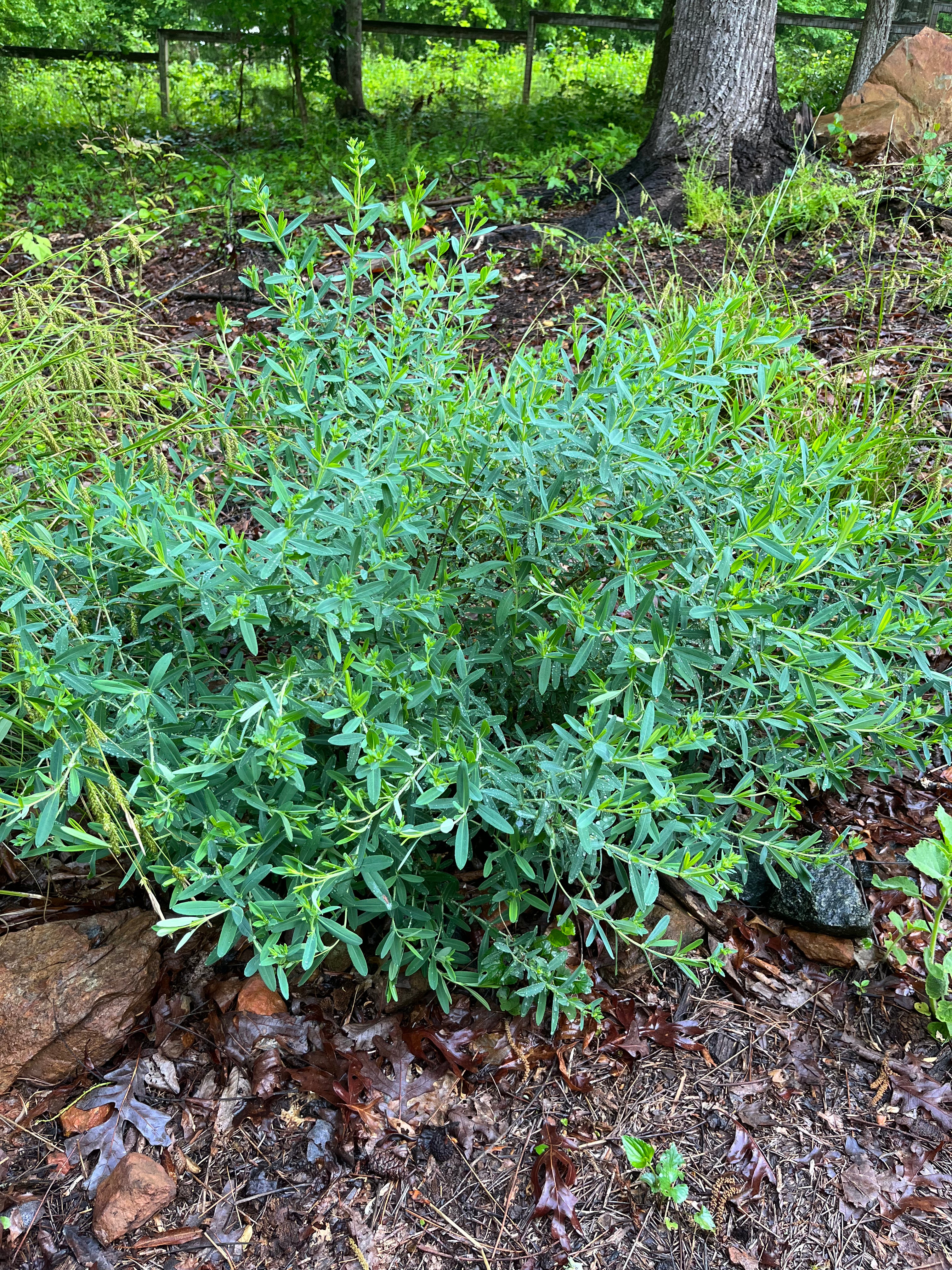 Hypericum frondosum / Golden St.John's-Wort (St. John's Wort Family)