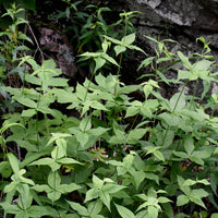 Silene stellata