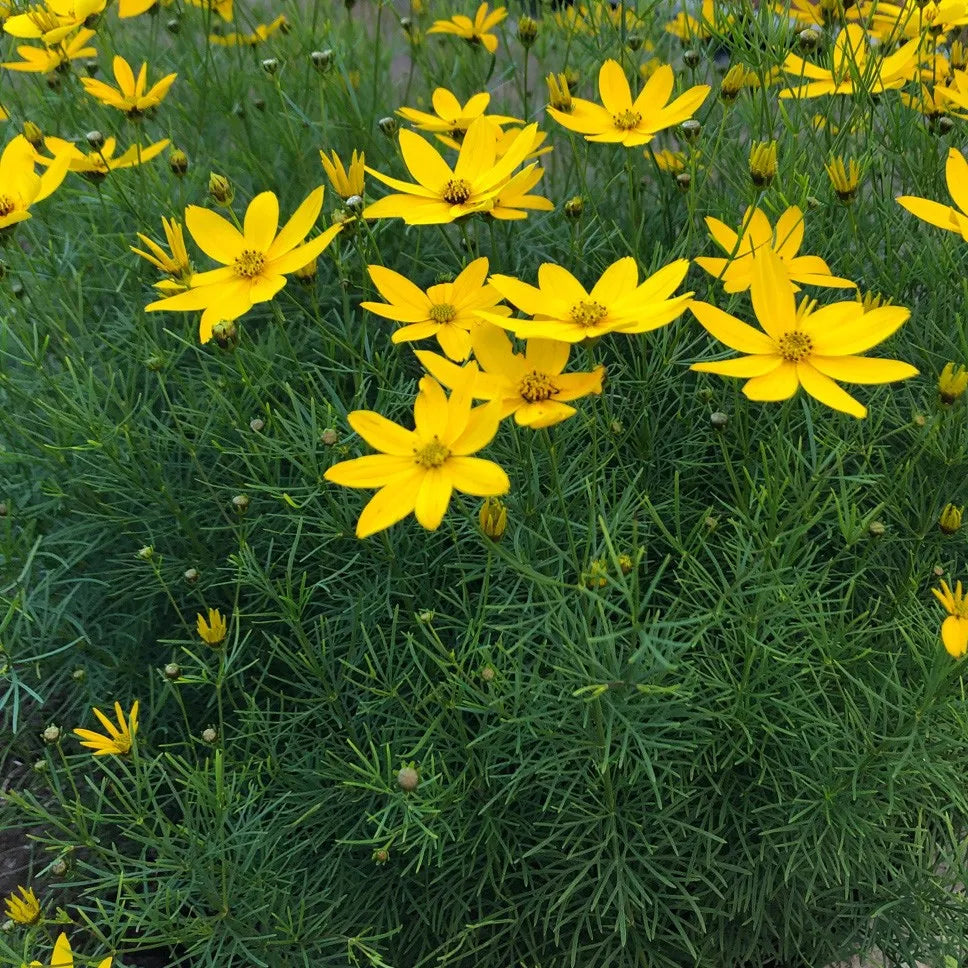 Coreopsis verticillata / Threadleaf Coreopsis (Aster Family) – Haw Honey