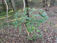 Kalmia latifolia