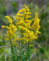 Solidago odora