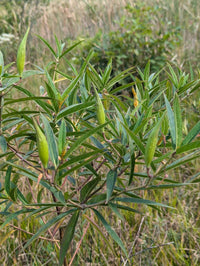 Asclepias incarnata