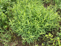 Solidago odora