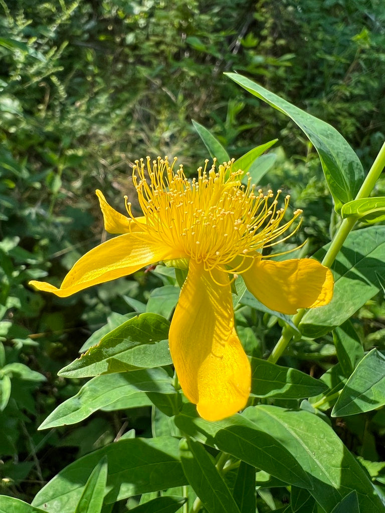 Hypericum ascyron