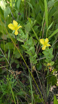 Hypericum crux-andreae