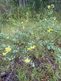 Hypericum crux-andreae