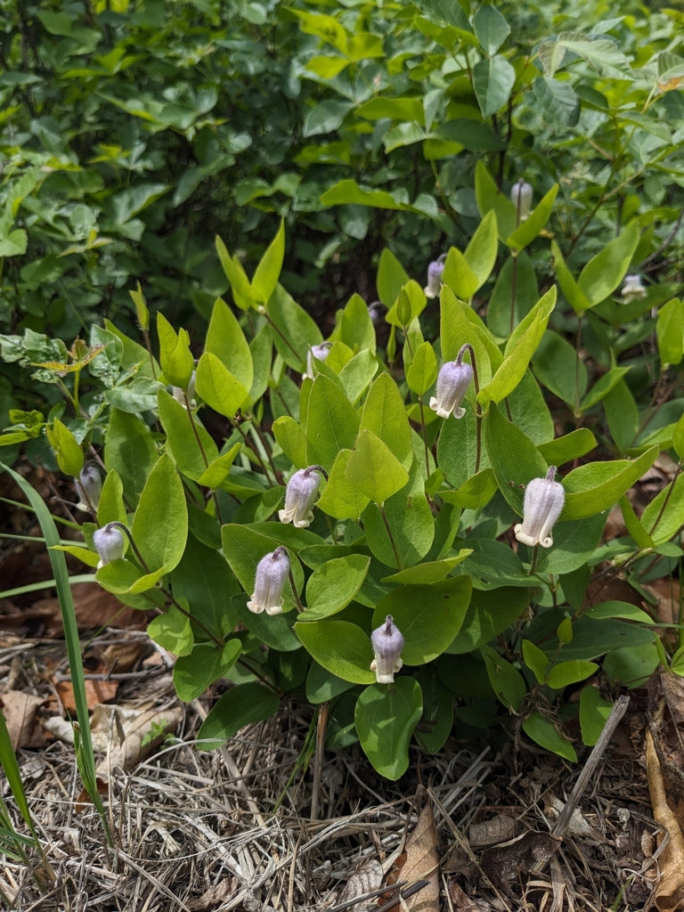 Clematis albicoma