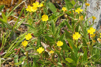 Oenothera perennis