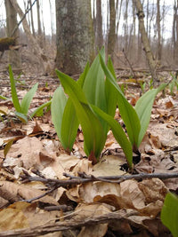 Allium tricoccum