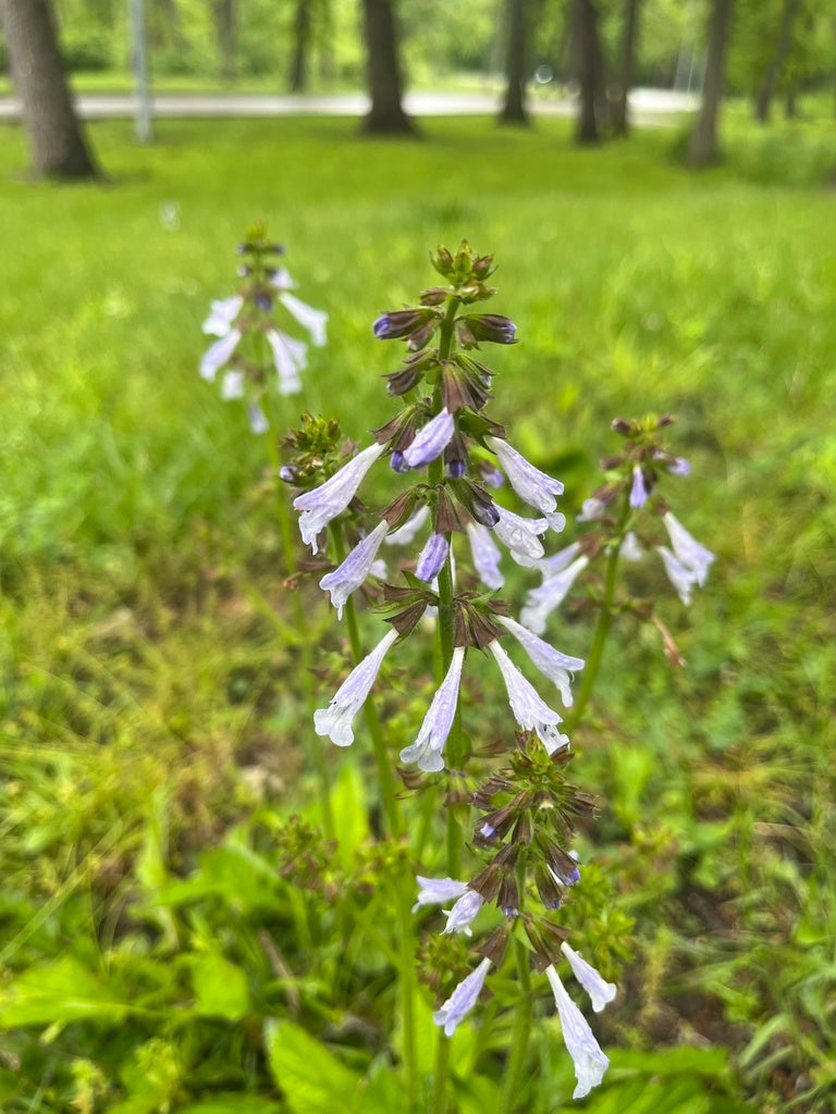 Salvia lyrata