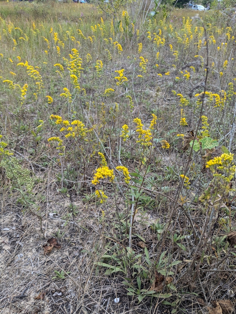 Solidago nemoralis