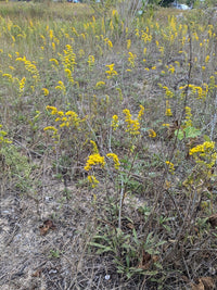 Solidago nemoralis