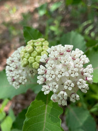 Asclepias variegata