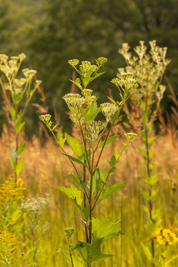 Arnoglossum atriplicifolium