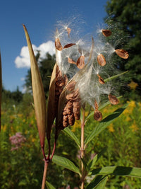 Asclepias incarnata