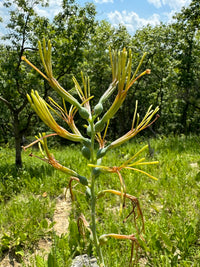 Manfreda virginica