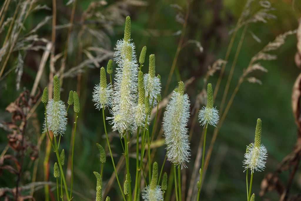 Sanguisorba canadensis