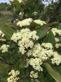 Viburnum nudum