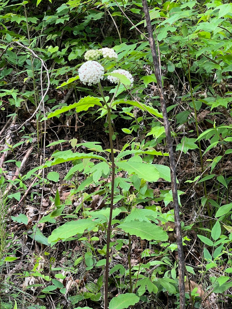 Asclepias variegata