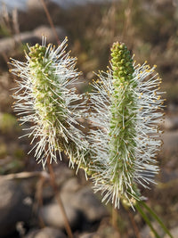 Sanguisorba canadensis