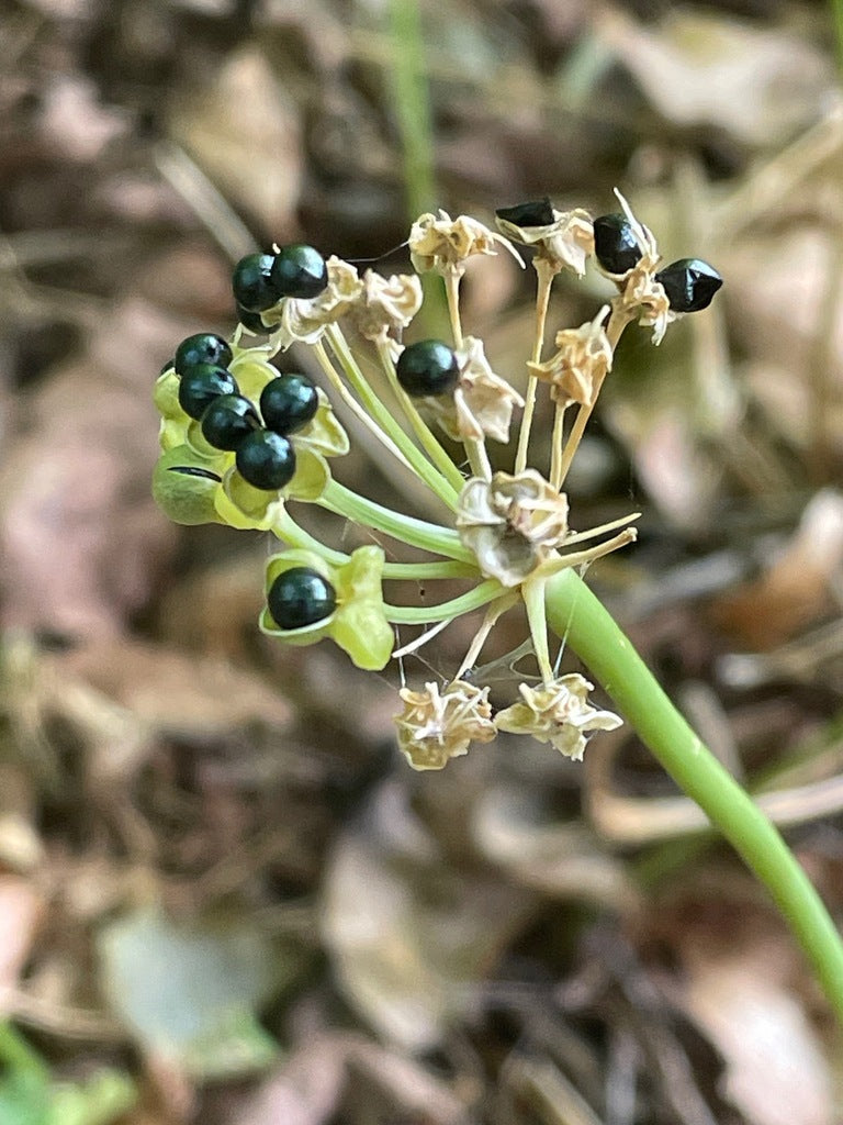 Allium tricoccum