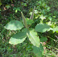 Asclepias variegata