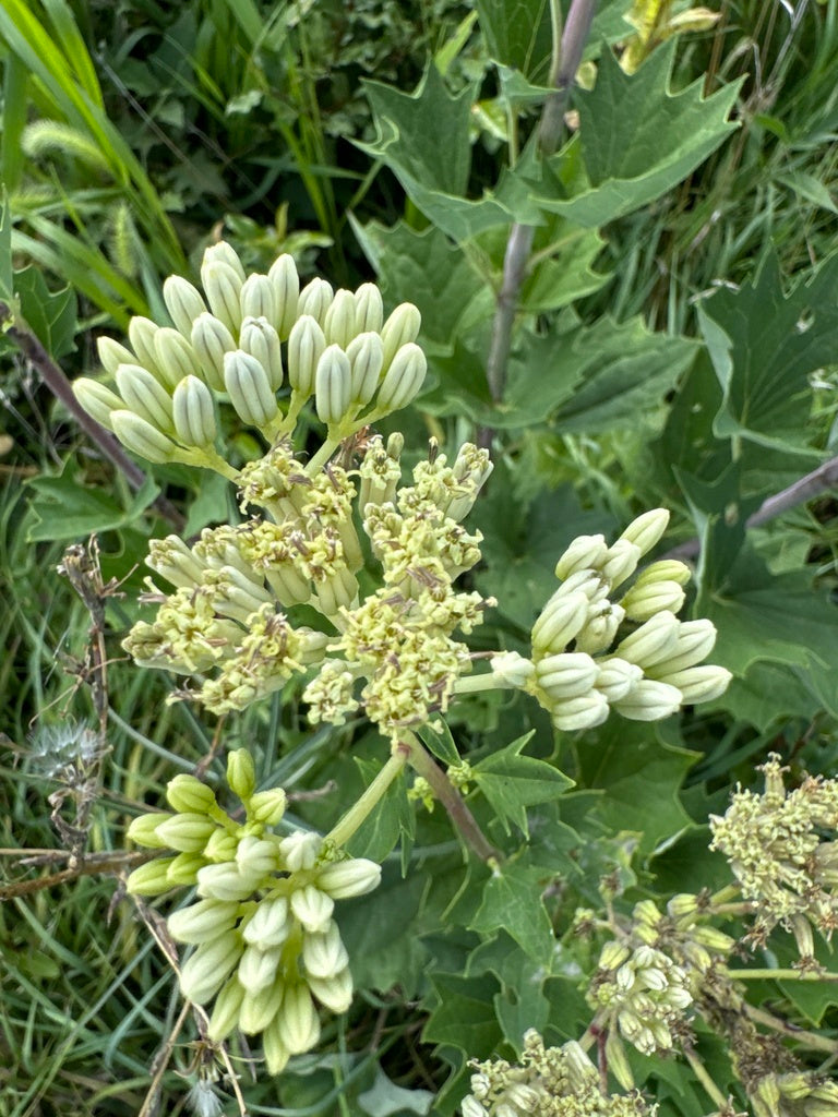 Arnoglossum atriplicifolium