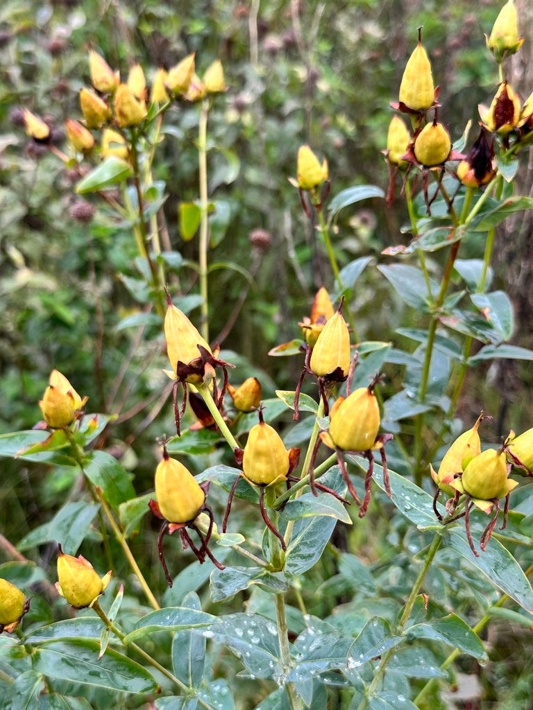 Hypericum ascyron