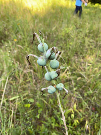 Manfreda virginica