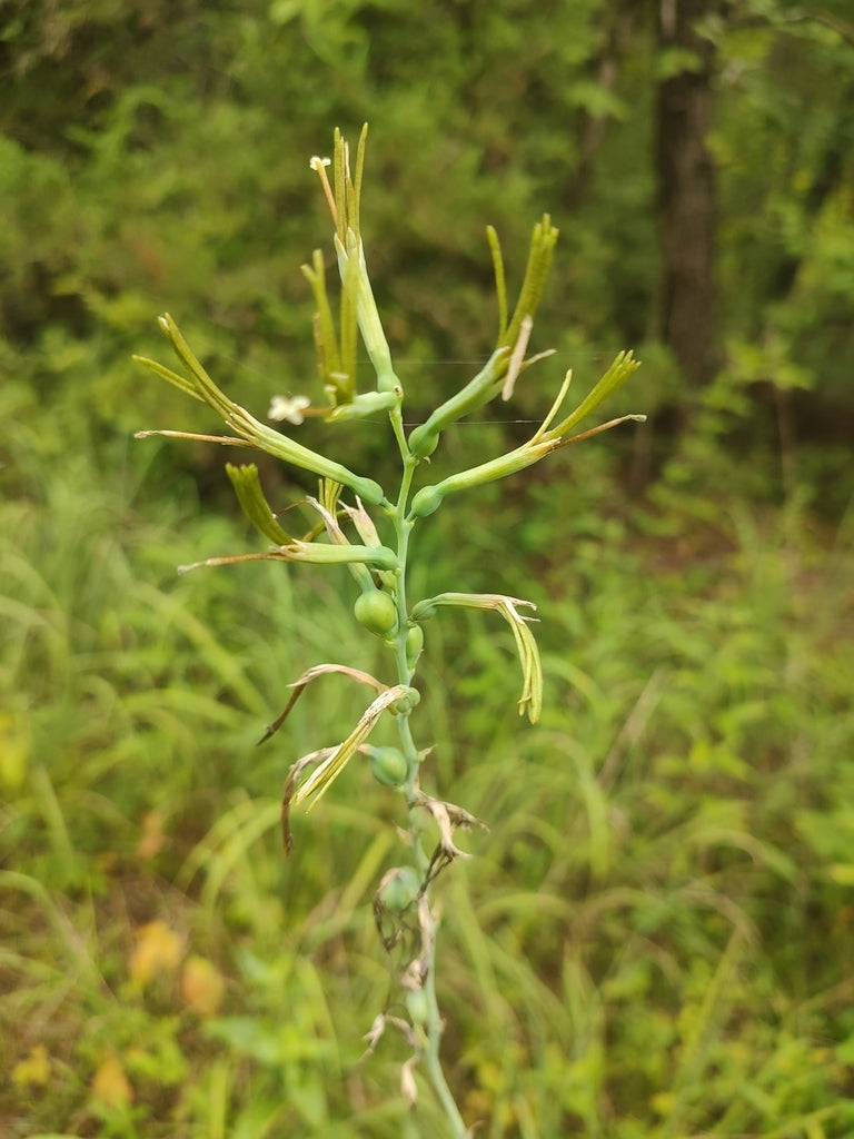 Manfreda virginica