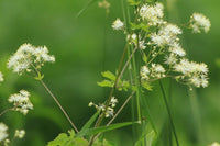 Thalictrum pubescens