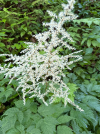 Astilbe biternata