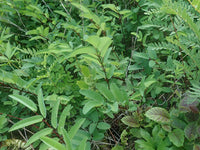 Sanguisorba canadensis